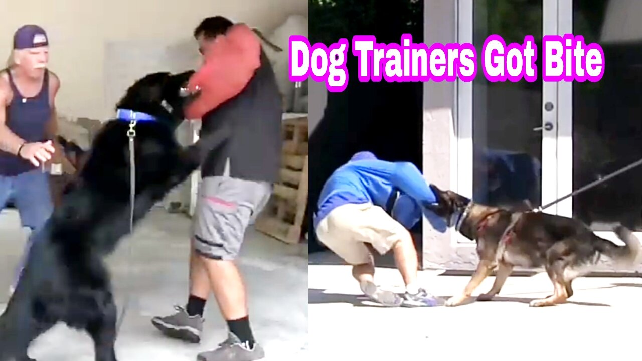 Best Dogs Training 2021