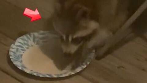 Raccoons eat leftover food