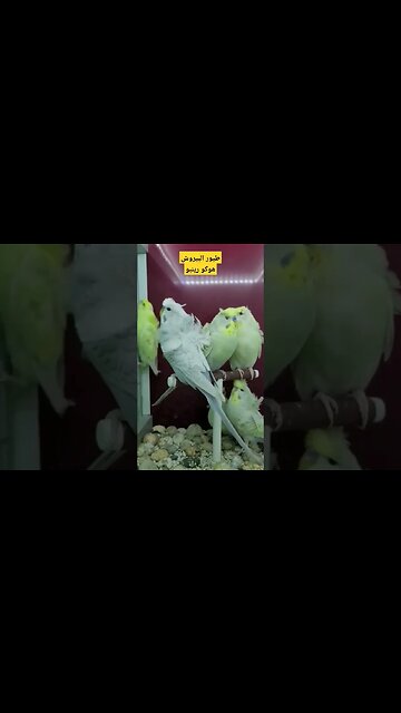 طيور البيروش هوكو رينبو