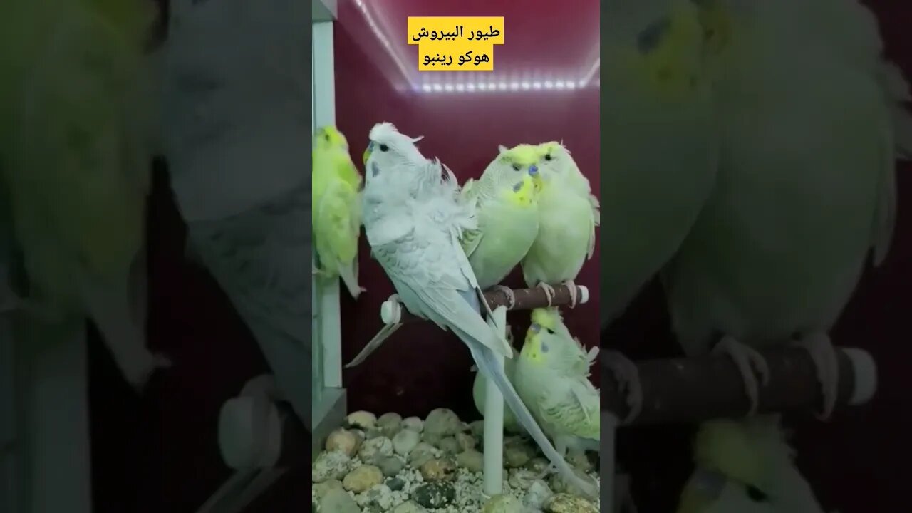 طيور البيروش هوكو رينبو