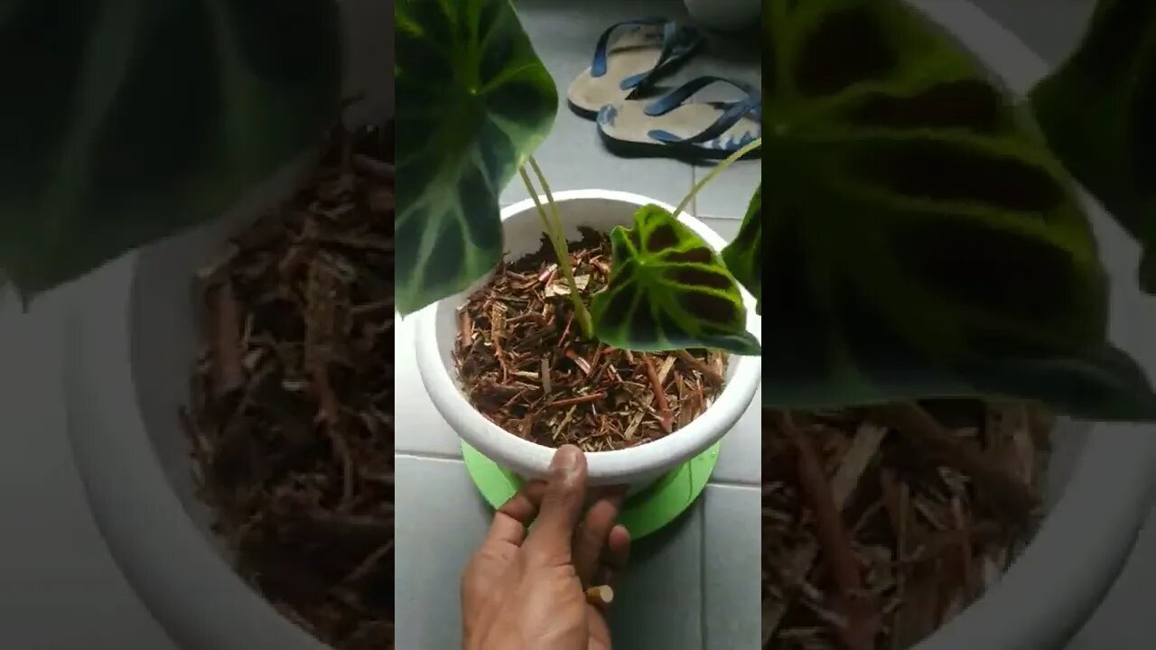 dapet di kasih lumayan bagus kalo udah di pot... || id nya apa ya ini tanaman hias ..