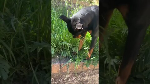 Cute dog goes for a walk😱🐶 (Vol.8) #shorts #short #viral #trending