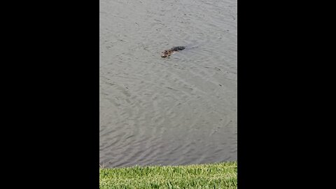 Had a gator in the yard!