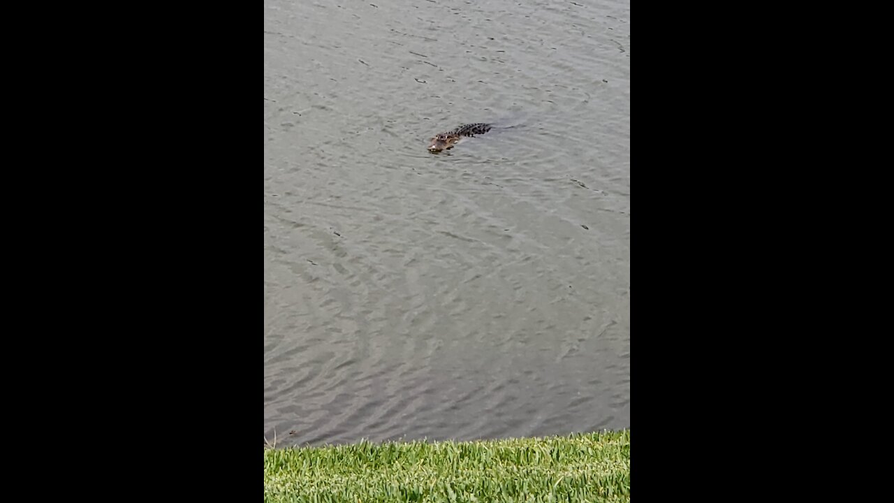 Had a gator in the yard!