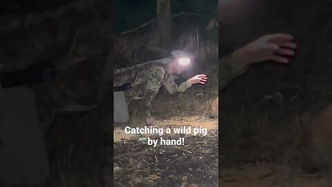 Catching a Wild Pig By Hand!