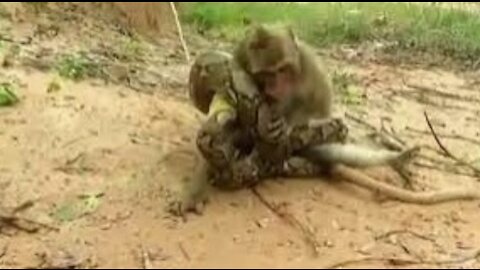 snake ATTACKING ANIMALS, anaconda attacking monkey