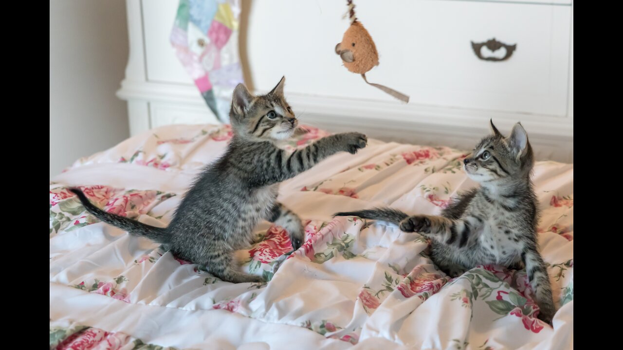Two cats facing each other in a funny way in bed