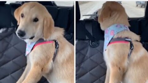 Pup wants treat from Starbucks, throws tantrum when they're too busy