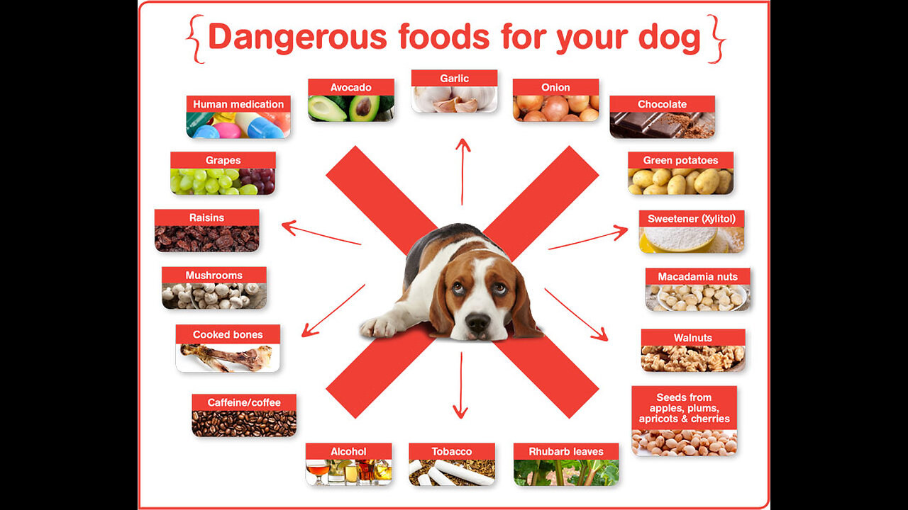 Seven things that should never be fed to your pet dog. Harmful food for dogs.