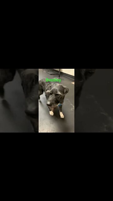 [Shorts 0062] BENTLEY [#dogs #doggos #doggies #puppies #dogdaycare]