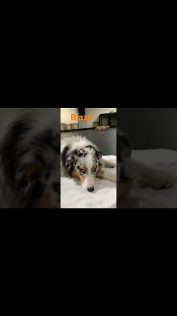 [Shorts 0143] BLAZE [#dogs #doggos #doggos #puppies #dogdaycare]