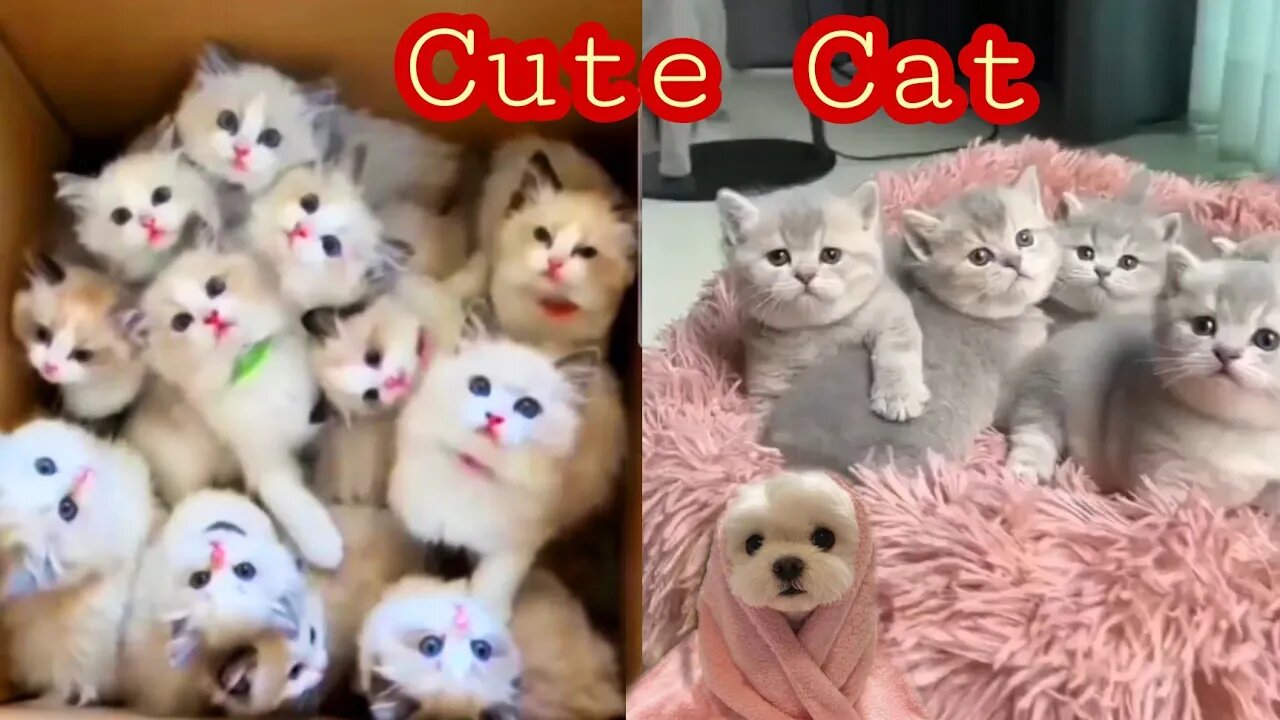 cute Cat 😾 बिल्ली के बच्चे #cat #vairal