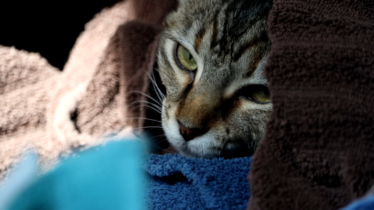 Leia Enjoying Warm Towels