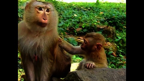 Baby Bruno Tries To Cares On Mama Ashley, Cos He Known