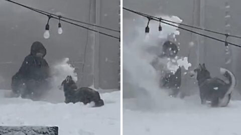 Siberian Husky Has Epic Snow Fight With Owner