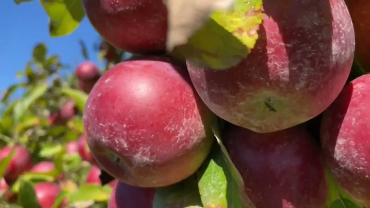 Quebec Eden Garden-Like Apple Orchard