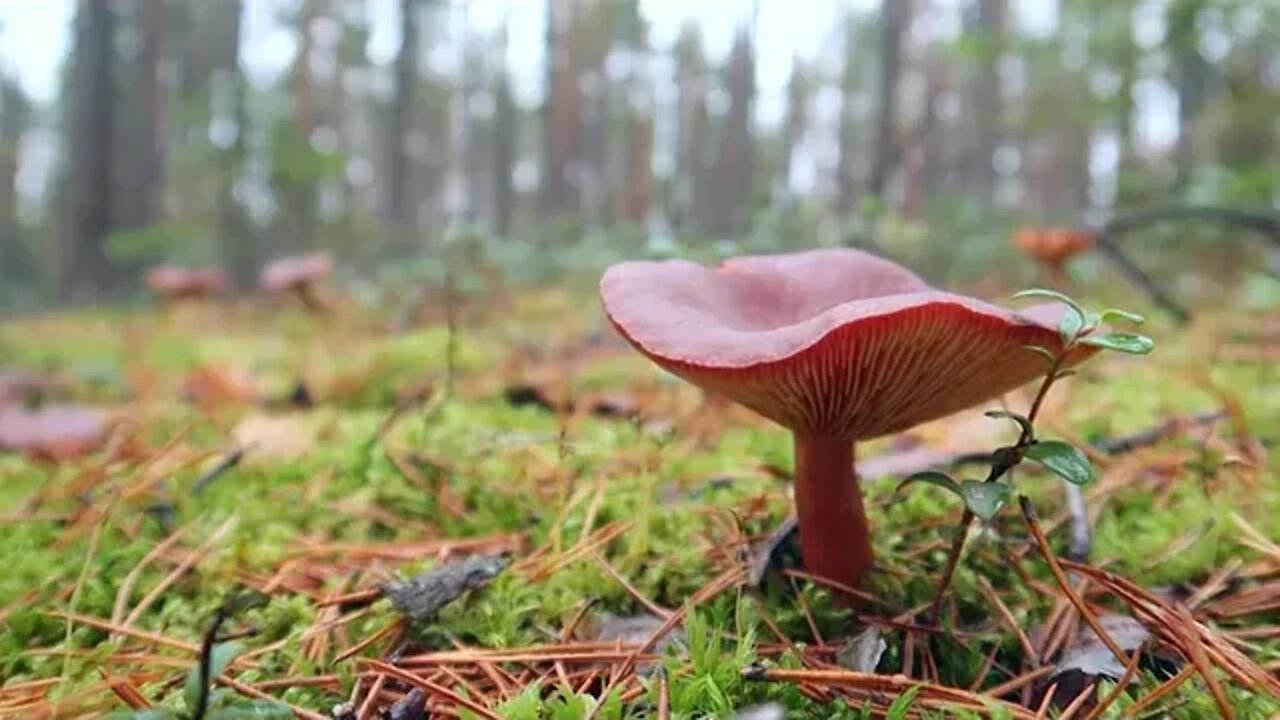 Autumn bushcraft hiking in the rainy fores...3