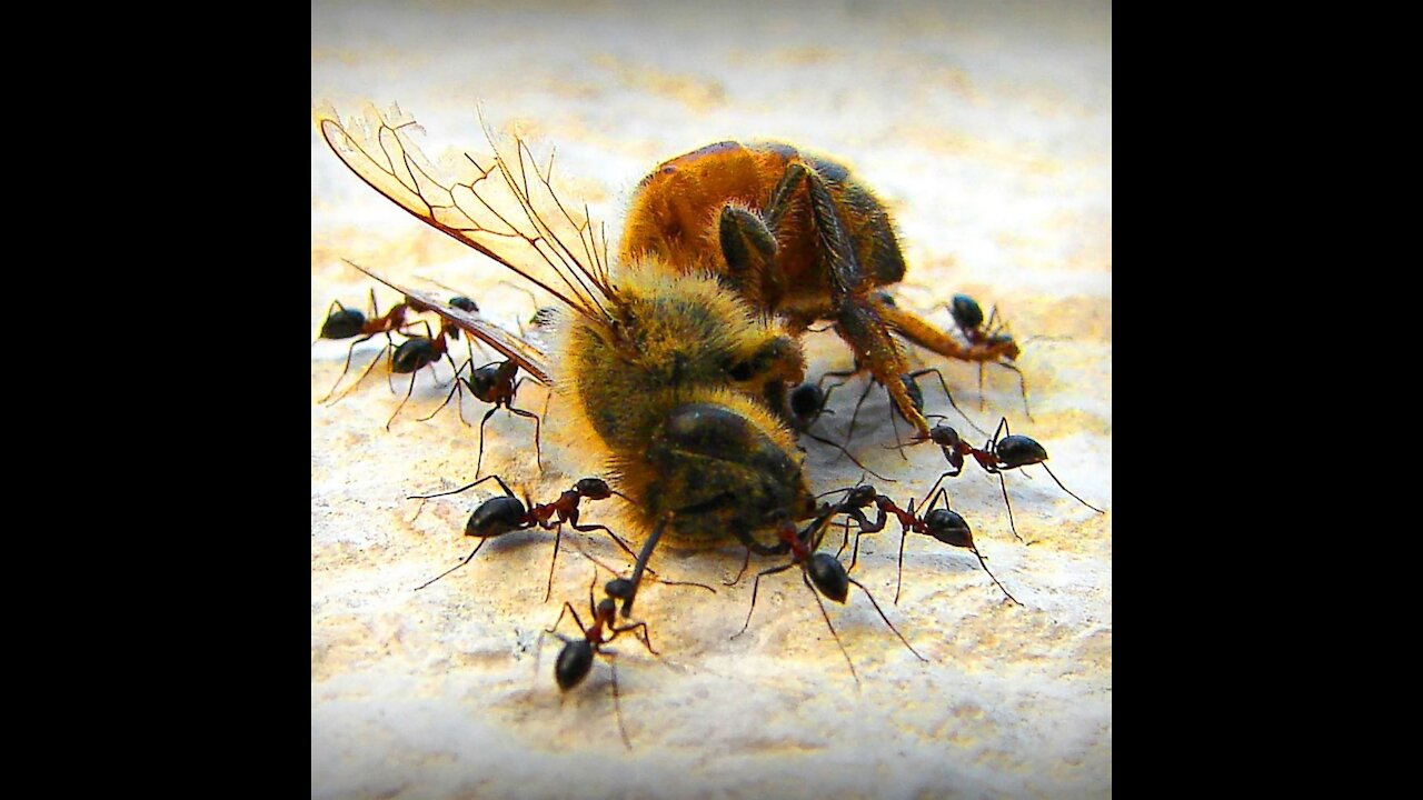 Ants vs All insects. why insects are afraid of ants.