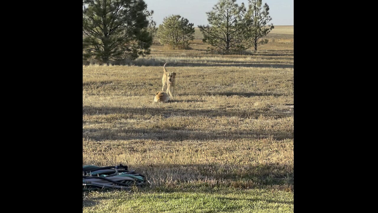 Golden retriever tries to be sneaky.