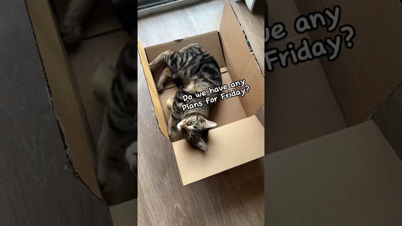 Almost Friday! #cat #kitten #friday #leonthecatdad #leontcd #cute #relationship #relatable #weekend