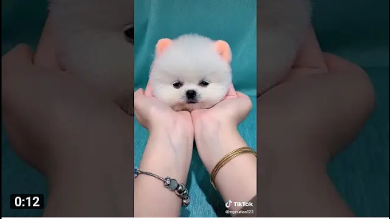 Mini pomeranian_ fanny and cute pomeranian videos #13 cute VN animals