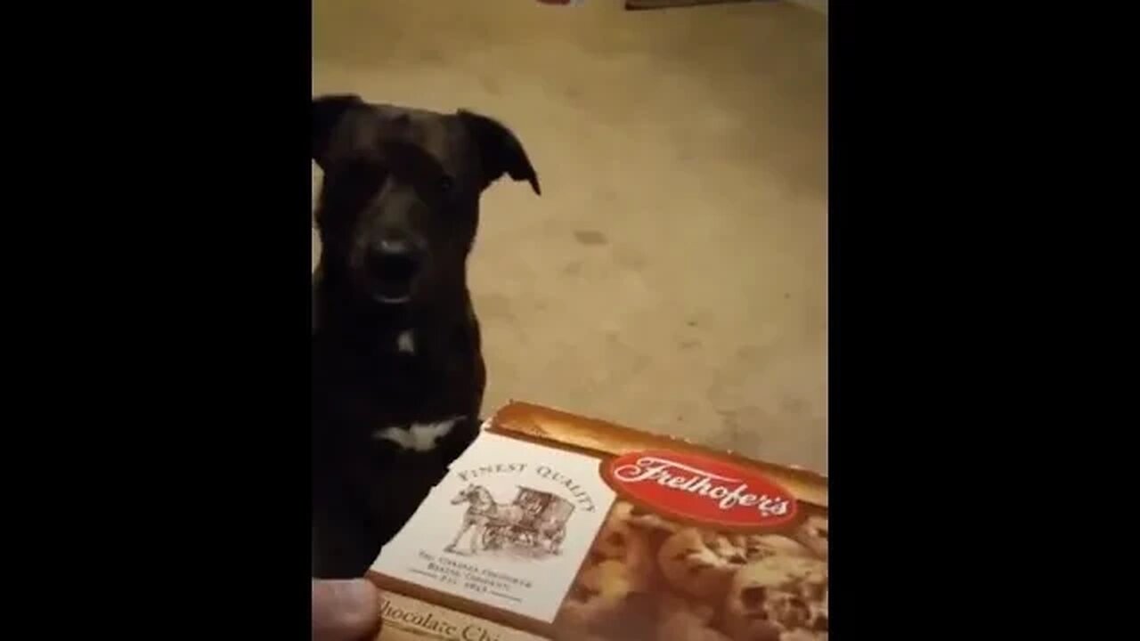 My Dog Chasing Cookie Box