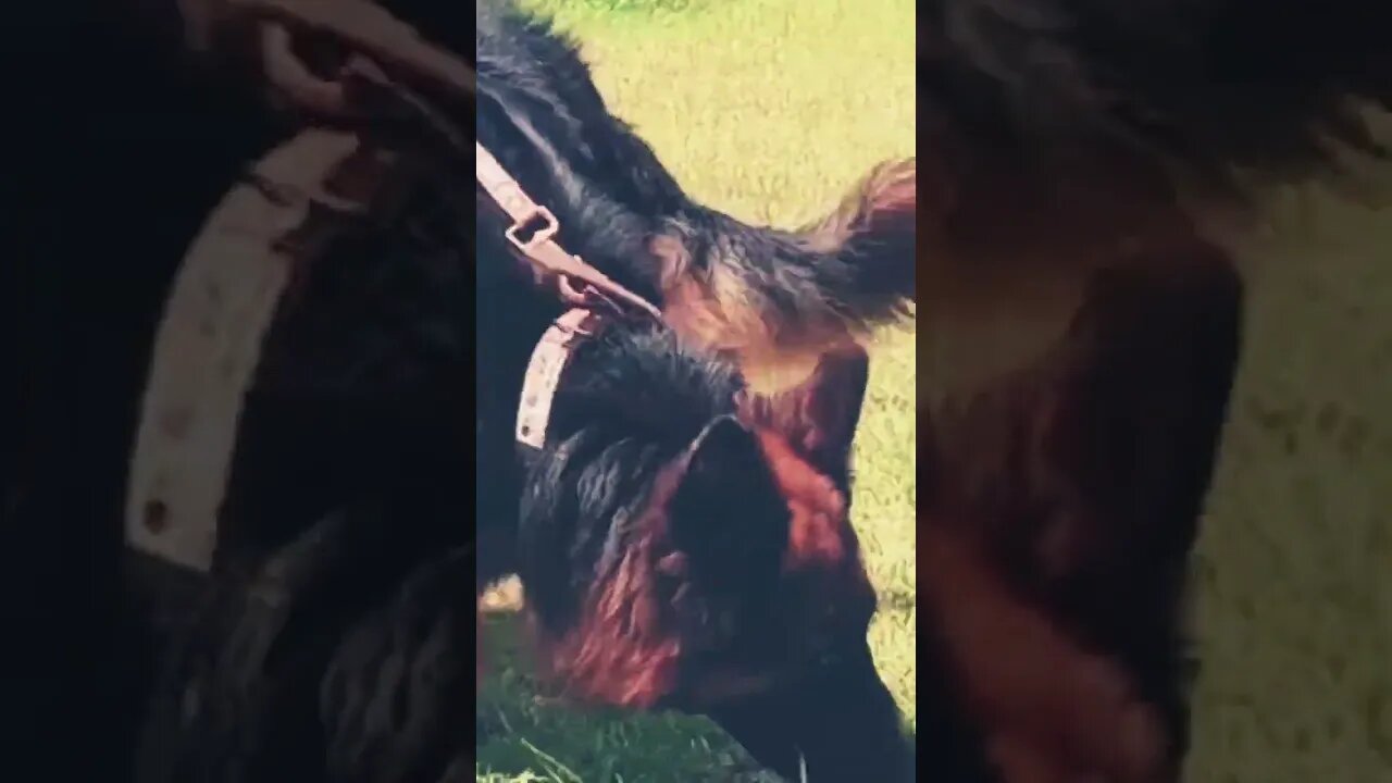 Gallant Slant Back German Shepherd #shorts