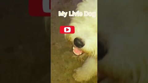 #dog #livie #talking #shorts #shortvideo #youtubeshorts #subscribe