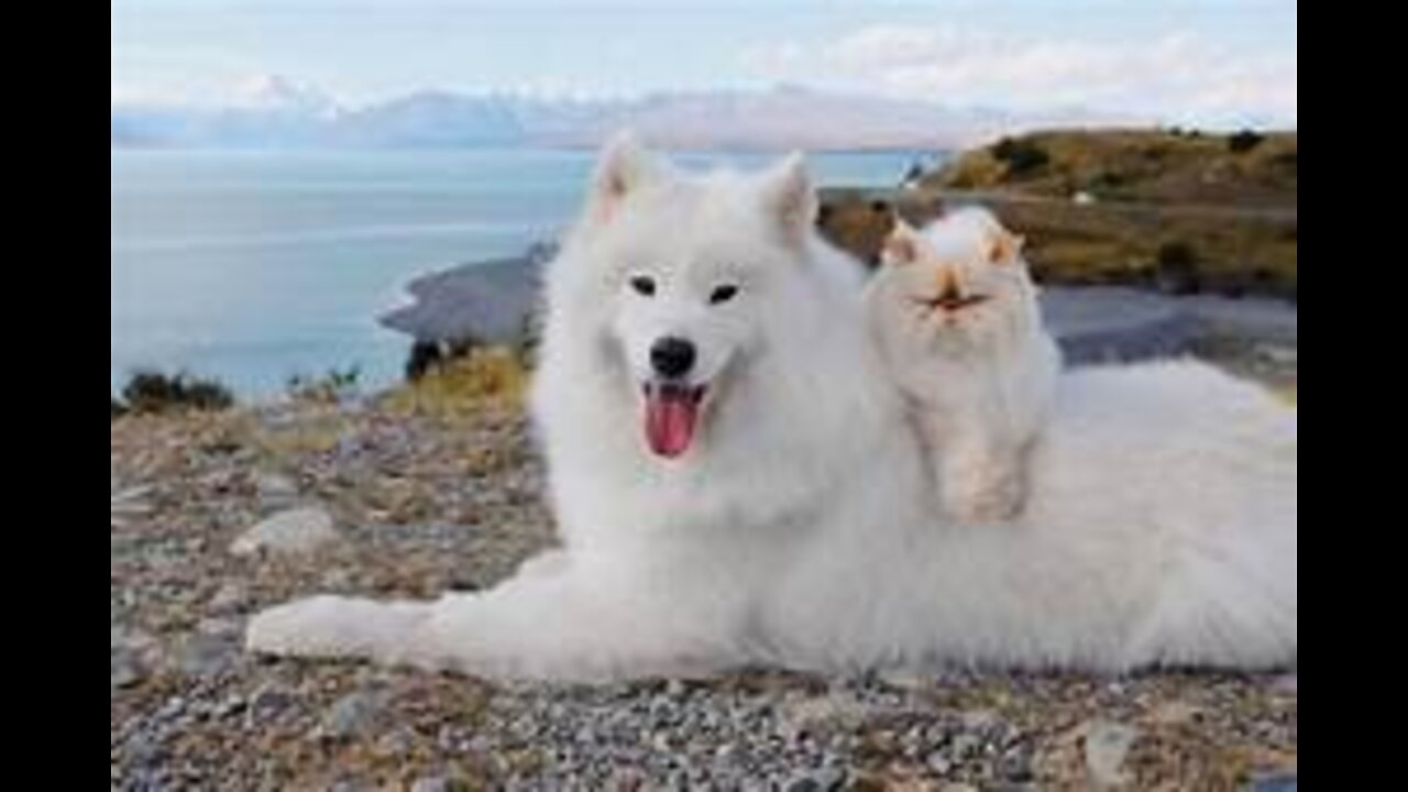 Funny video and