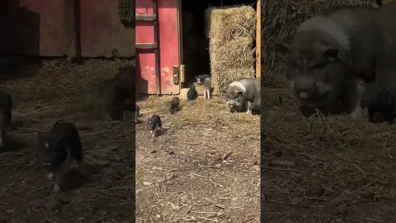 Who wants a piglet!