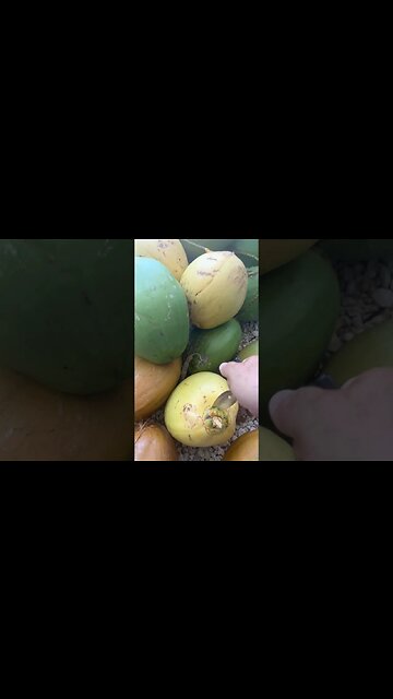 Love the Organic Coconut 🥥 Water from my backyard 🏝️🌴