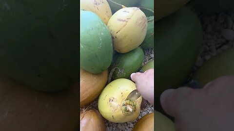 Love the Organic Coconut 🥥 Water from my backyard 🏝️🌴