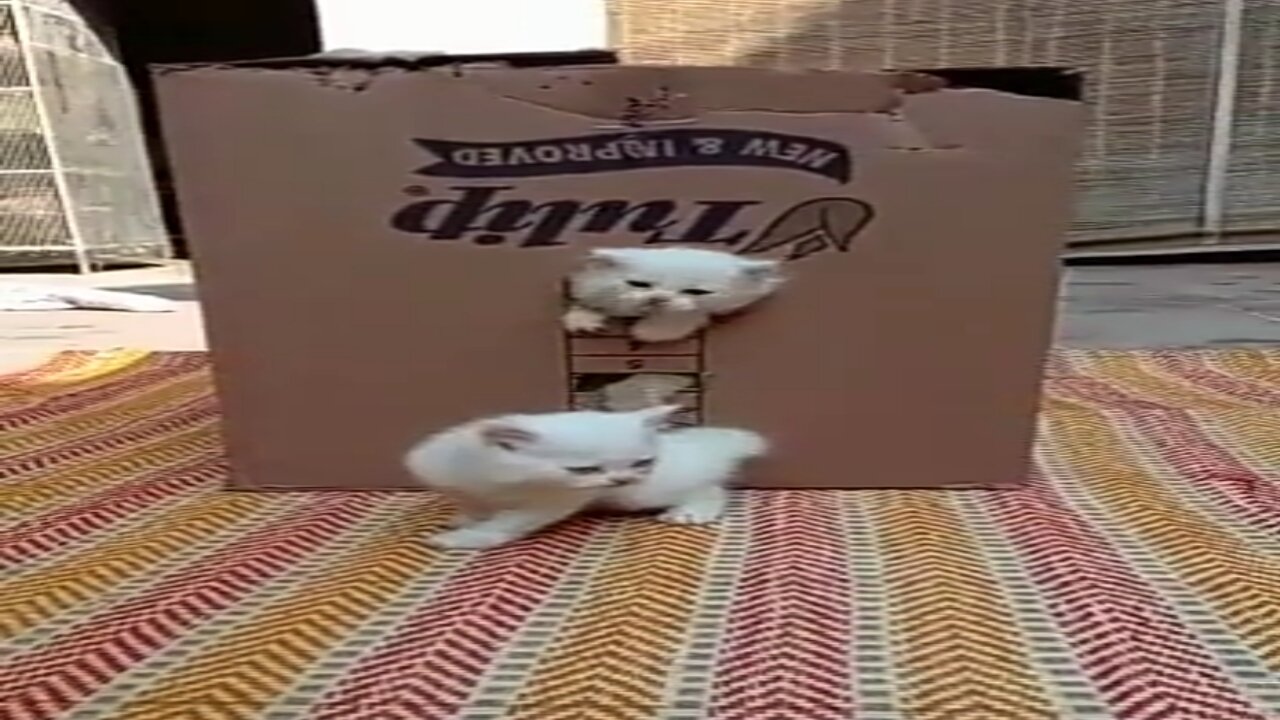 cute cat|cute animal|cute pet|funny animal