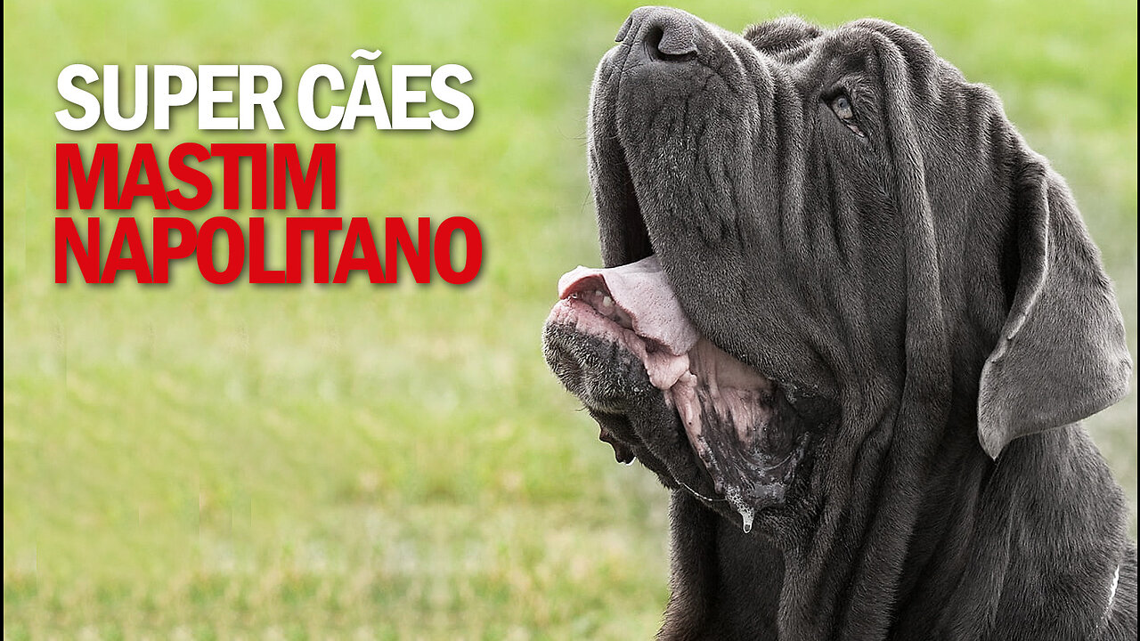 Super Cães | Mastim Napolitano | JV Jornalismo Verdade