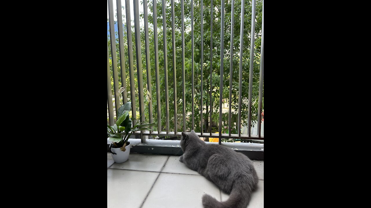 Snacking a ginger leaves🥵