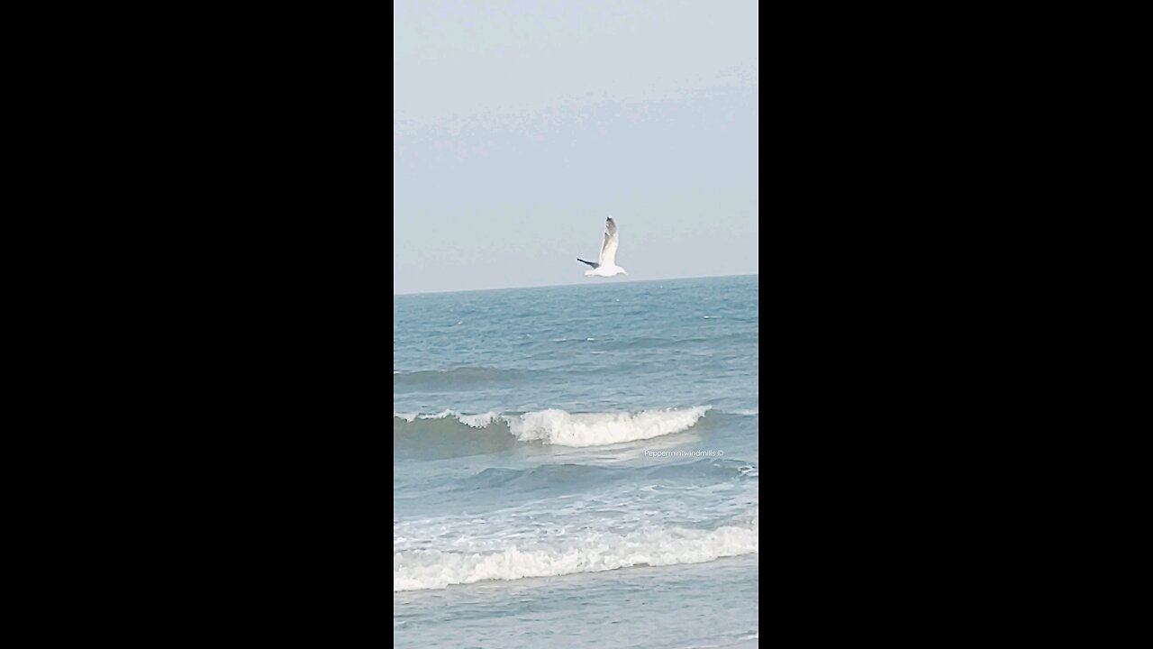 •Seagull takes flight over the Sea ⛵☀️