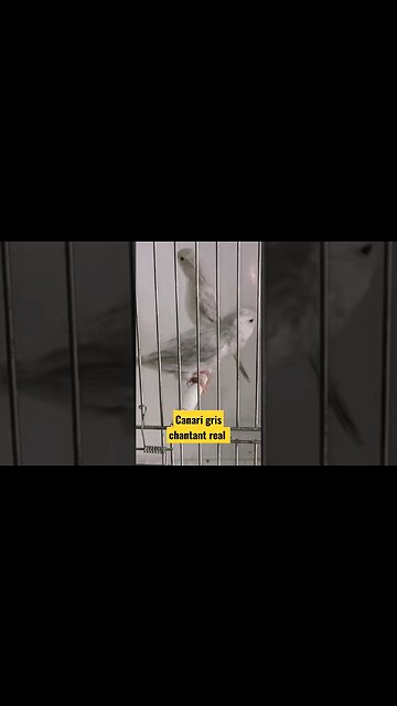 Canari gris chantant real