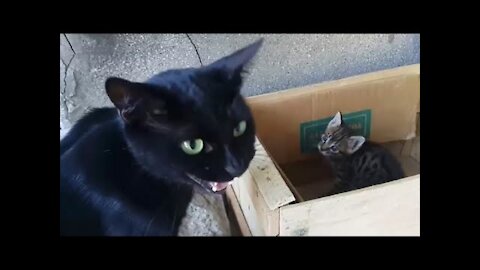 Black Cat Mother Talking To Her Cute Kittens.