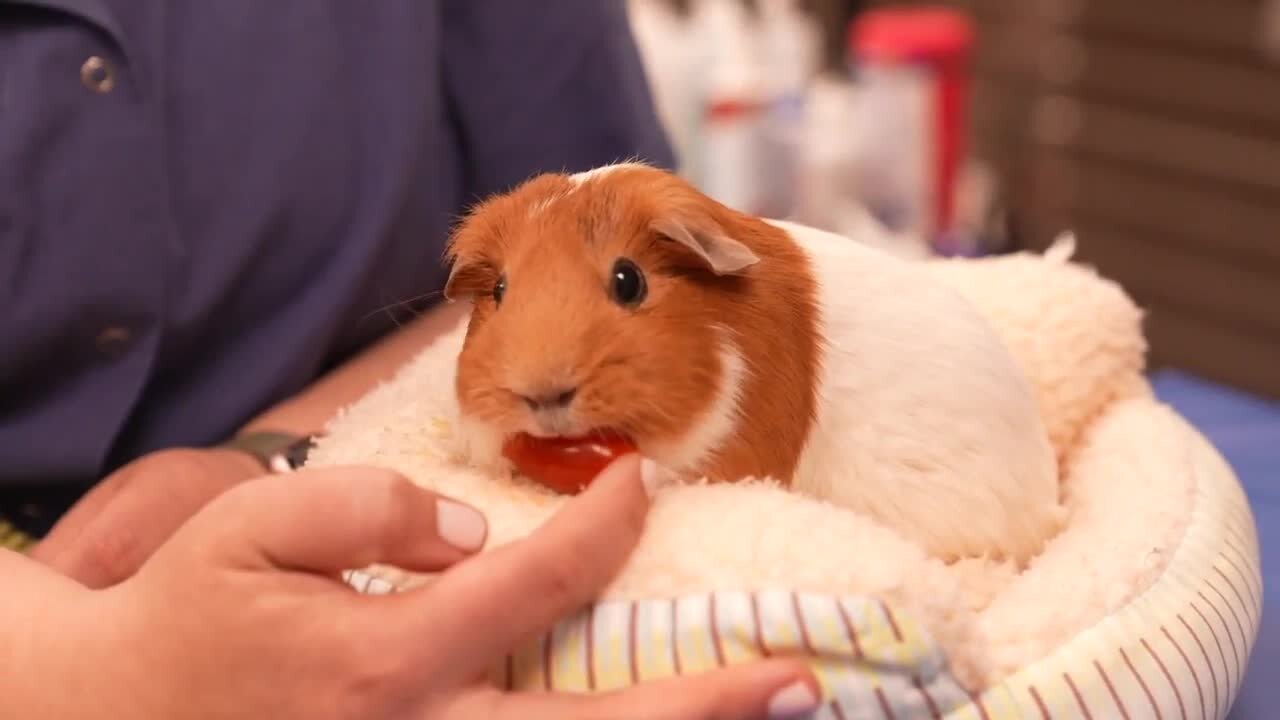 Samantha Marie Buckaroo is a guinea pig and she's getting chemotherapy at MSU