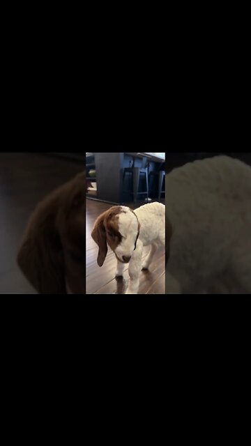 Baby Boer Update #babygoats #farmlife