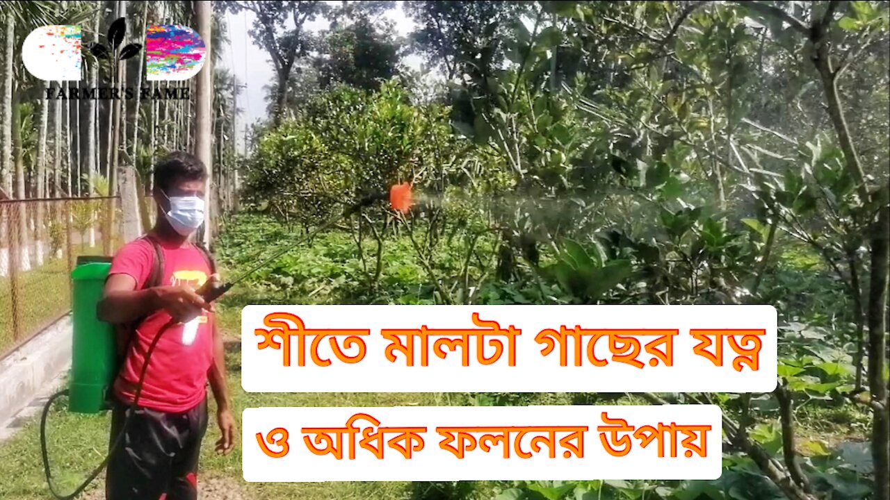 Malta Plant/Tree Care in Winter Season for Higher Malta Production Process in Bangladesh