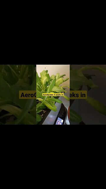 AeroGarden 4 weeks in