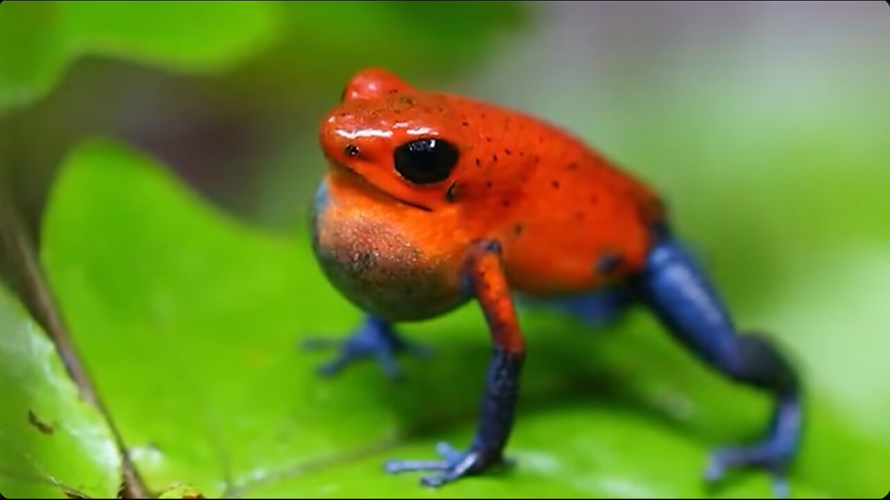 ✨Unearthed Wonders: Astonishing Discoveries in Remote Jungles🌿