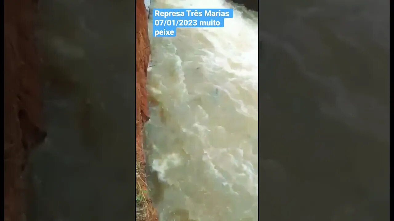 Represa de Três Marias muito peixe esse ano promete