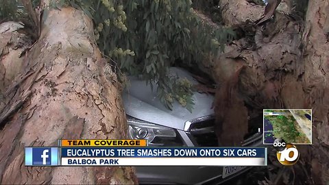 Eucalyptus tree smashes down onto six cars