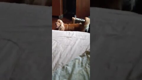 #dogshow , #animals , #dog , #shorts