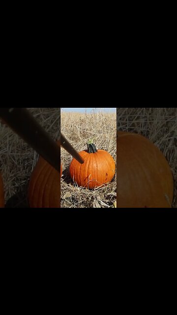 Shootin up Pumpkins in Merica!
