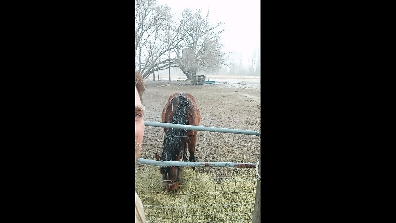 More Snow For The Homestead.