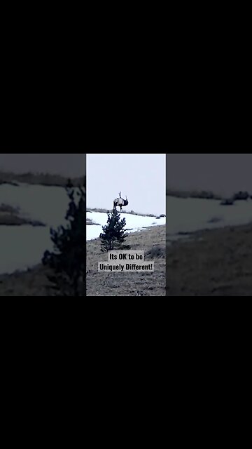 Its Ok to be Uniquely Different #elk #elkhunting #hunting #shortsvideo #standout #different #unique