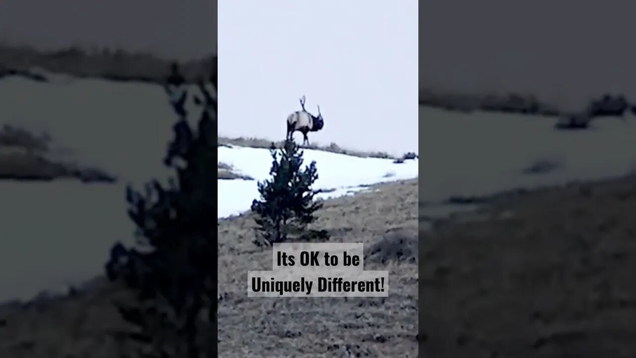 Its Ok to be Uniquely Different #elk #elkhunting #hunting #shortsvideo #standout #different #unique